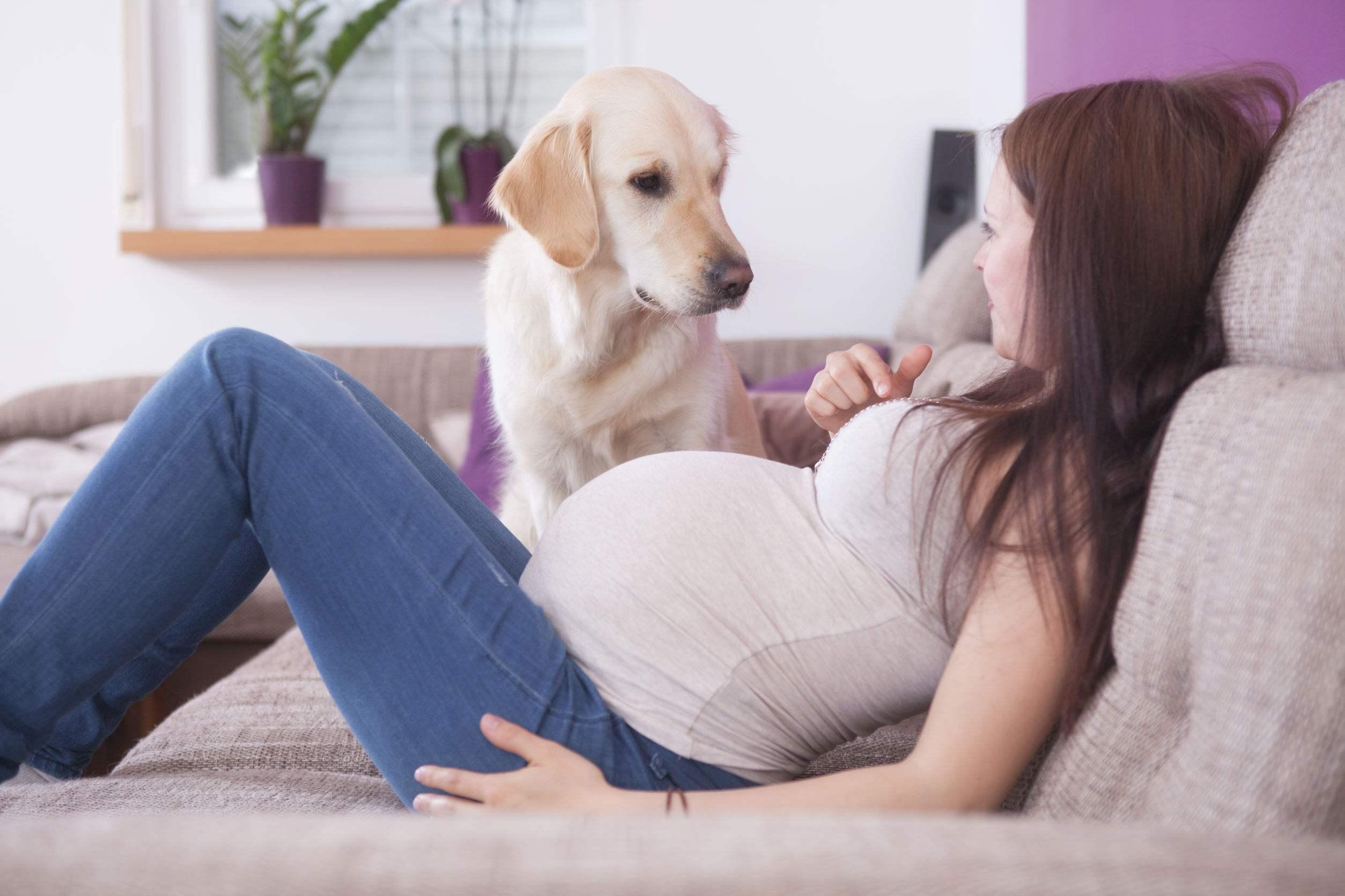 焦虑的孕妇:怀孕5个月被小猫咬伤,对肚子里的宝宝有影响吗?