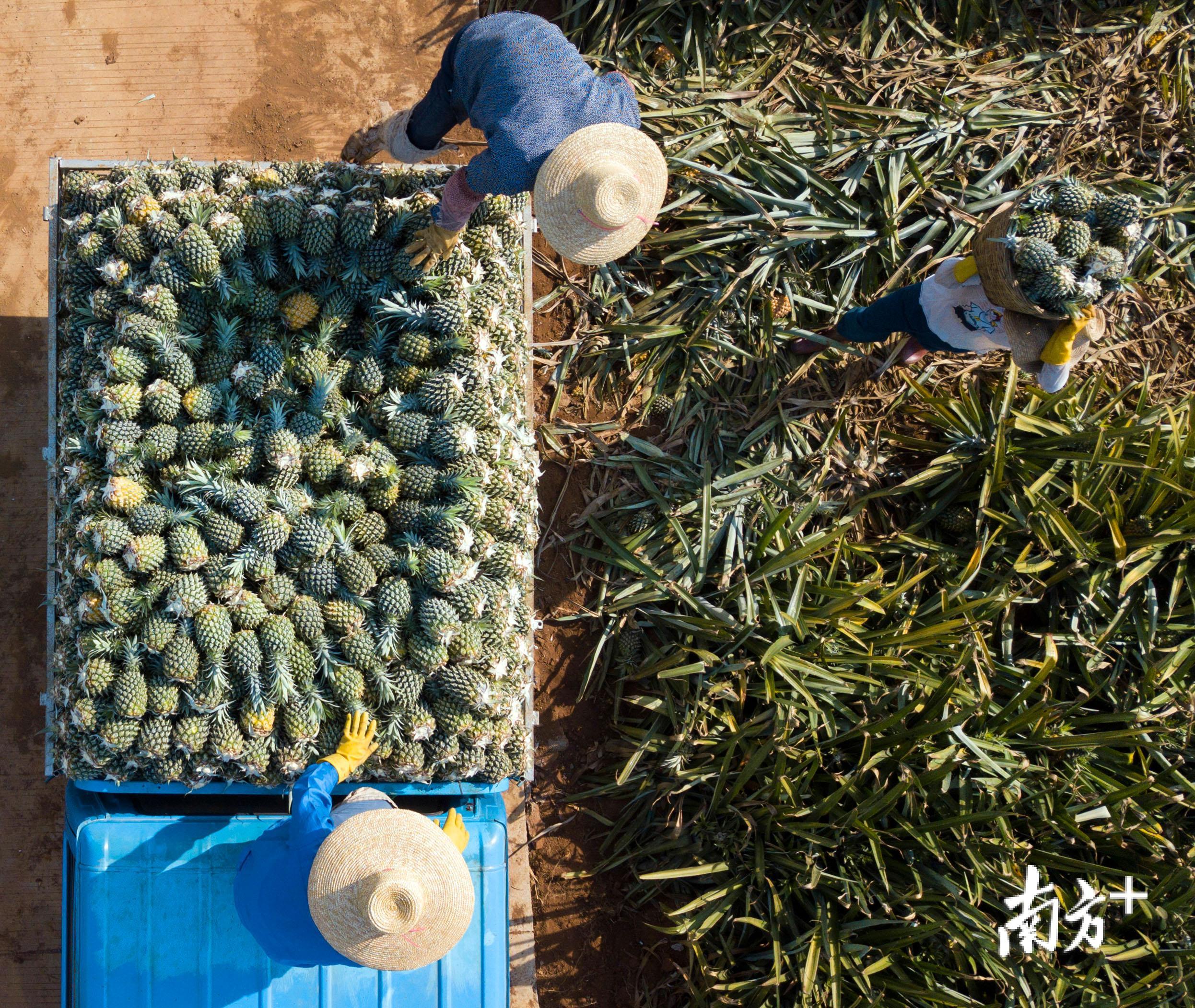 徐闻万斤菠萝滞销引关注热心菠萝姐帮果农渡难关