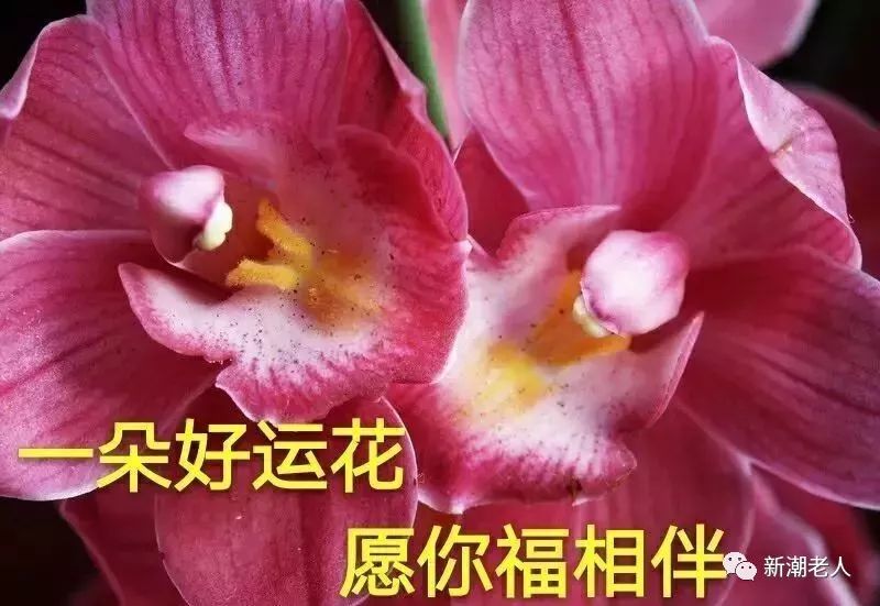 6月已经到了666送你6朵花6种祝福祝你6月好运来