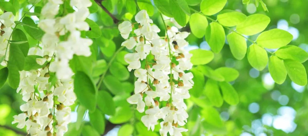 刺槐(又名洋槐)拉丁名:robinia pseudoacacia科属:豆科 刺槐属原