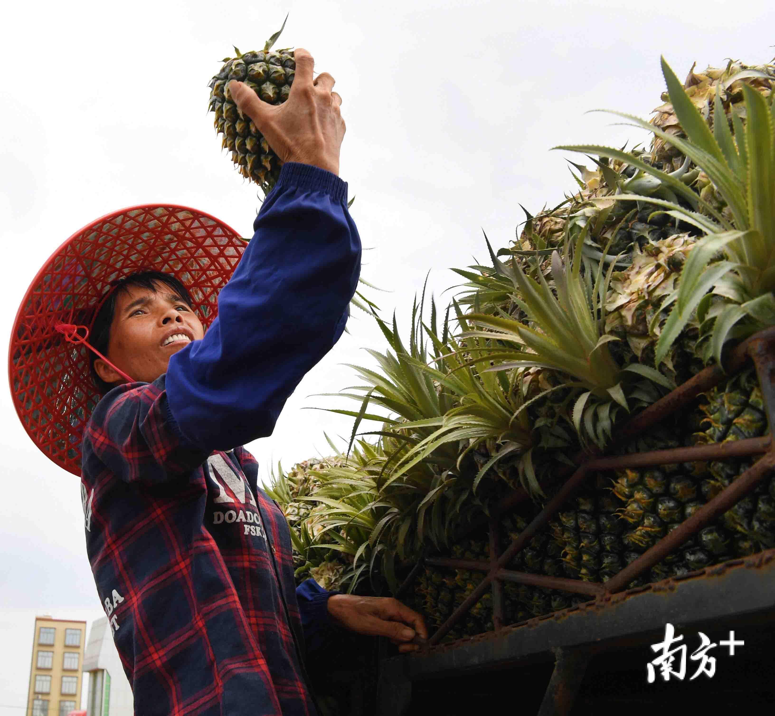 徐闻万斤菠萝滞销引关注热心菠萝姐帮果农渡难关