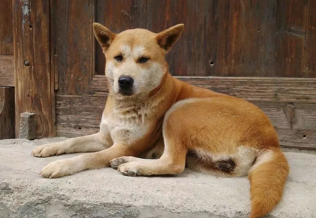 还在对日本柴犬望价兴叹中国土狗了解一下