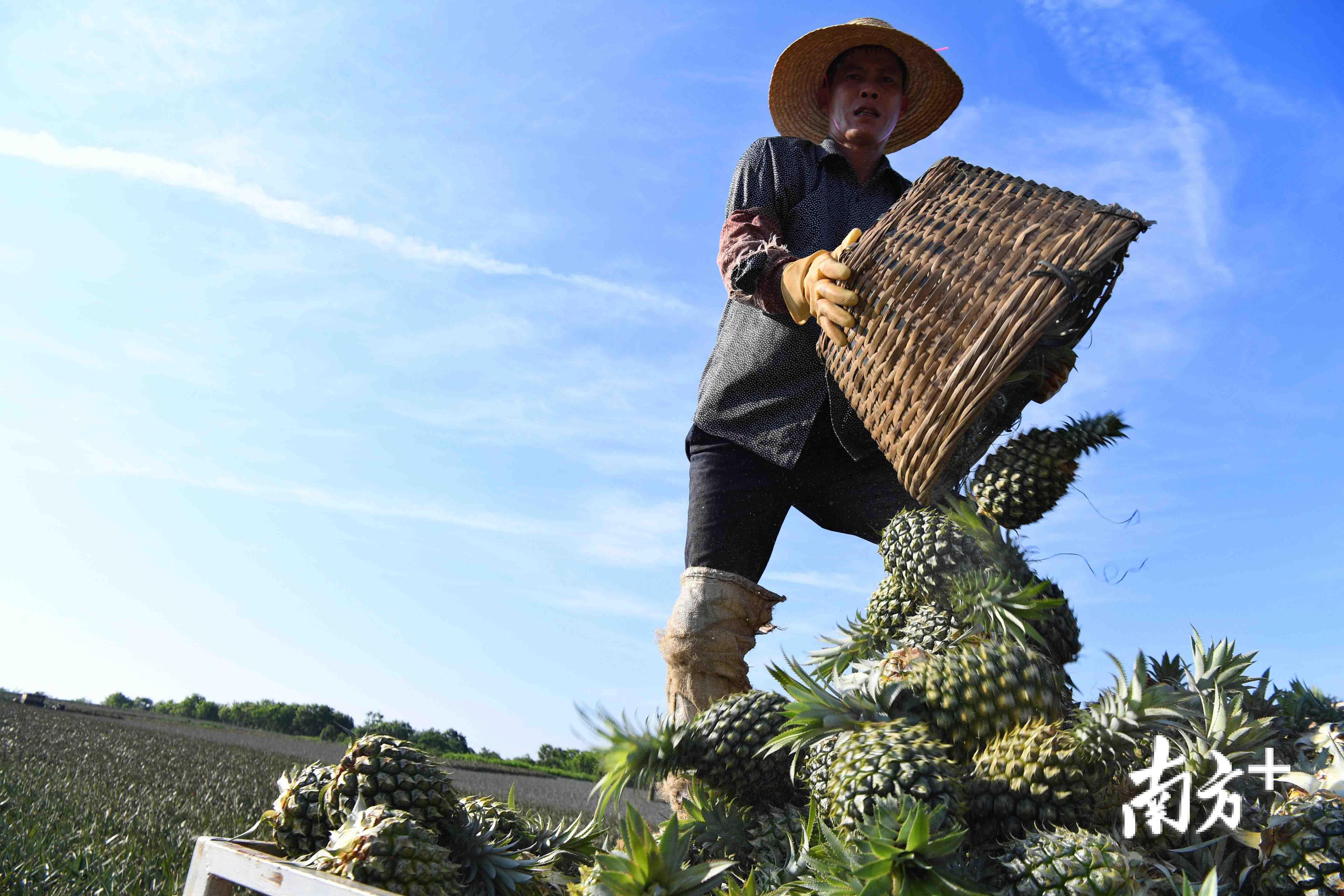 徐闻万斤菠萝滞销引关注热心菠萝姐帮果农渡难关