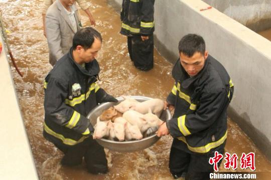 消防官兵把猪从洪水里救出