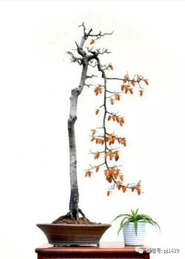 老鸦柿是长江中下游地区的一个优良盆景树种.