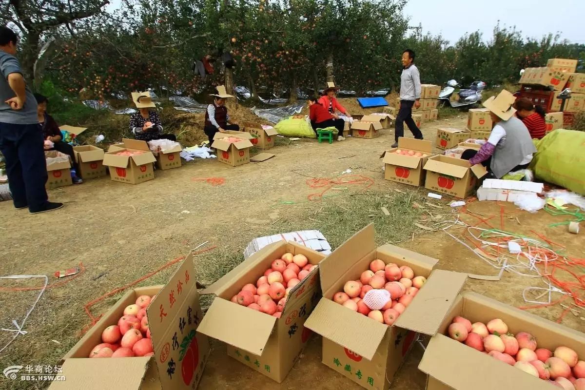 这就是正宁苹果来自黄土高原的红金果