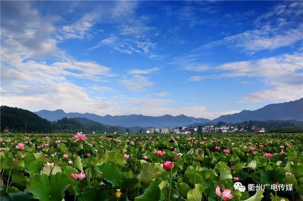 龙游县横山镇天池荷花景区