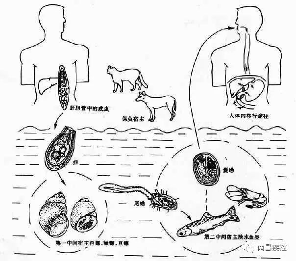 肝吸虫的感染方式?