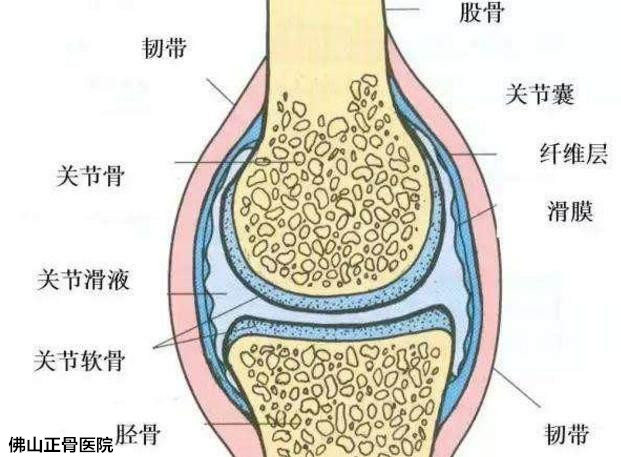 膝关节滑膜炎患者,应多吃哪些食物,应该怎么食补?