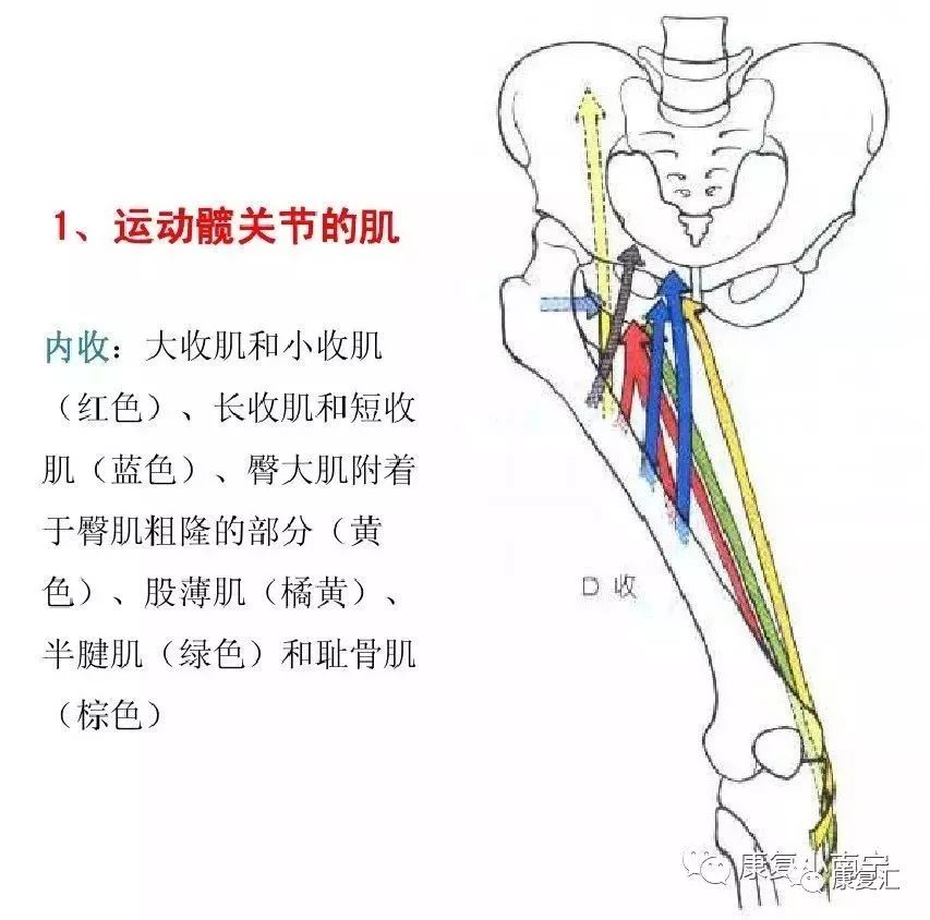 值得收藏肌拉力线骨骼肌功能解剖学的分析法