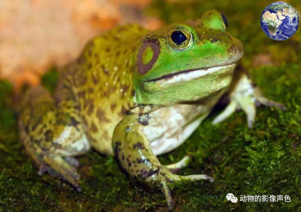 凶悍的美洲牛蛙可以将自己的天敌毒蛇咬死