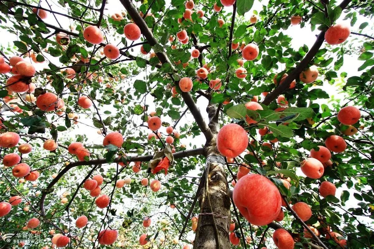 这就是正宁苹果来自黄土高原的红金果