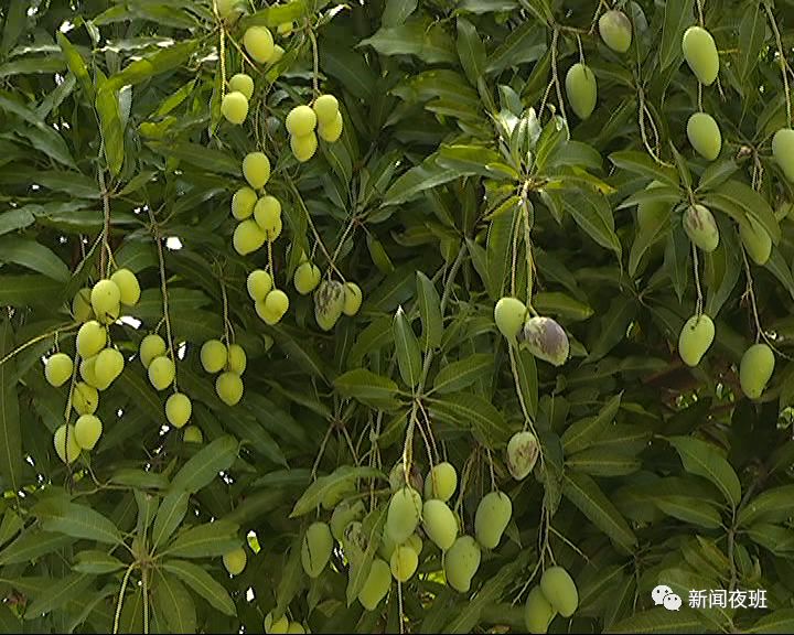 奇!南宁一高校现"双子树 一半结芒果一半结扁桃