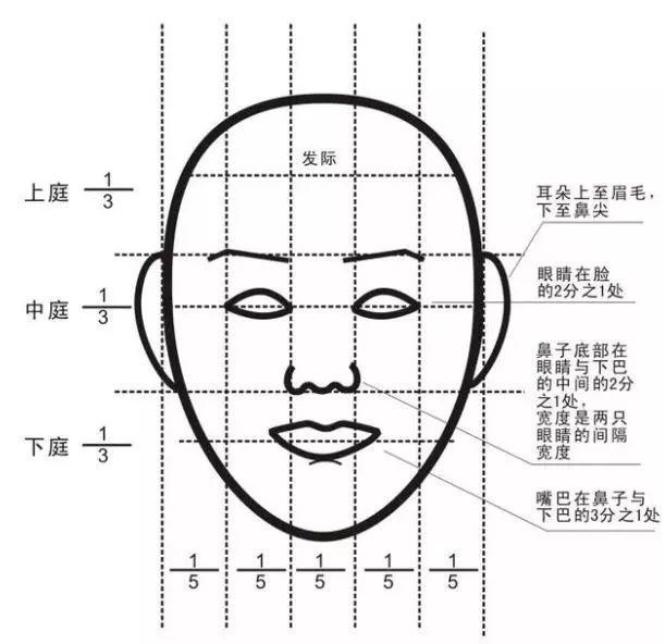 三庭五眼03耳朵的顶部应与眉毛处于一条水平线上,耳垂应与鼻尖处于一