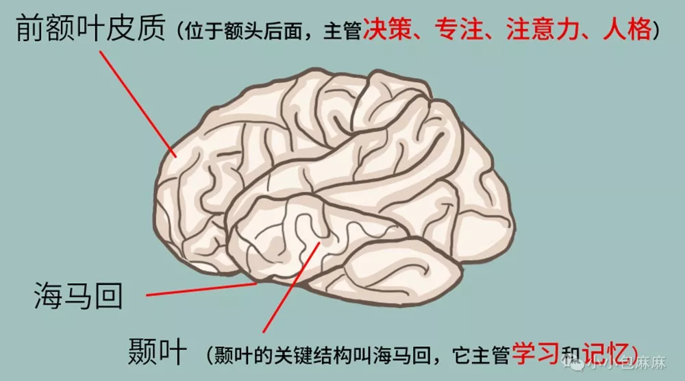 母婴 正文  人的大脑有两个重要的结构,前额叶皮质和颞叶.