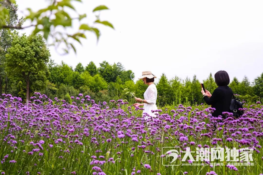 想看浪漫的紫色花海有一种美丽,叫普罗旺斯有一种浪漫,叫紫色梦幻