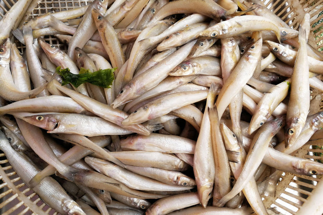 沙丁鱼,本身就是化冻的,15块钱一斤,与菜市场一样.