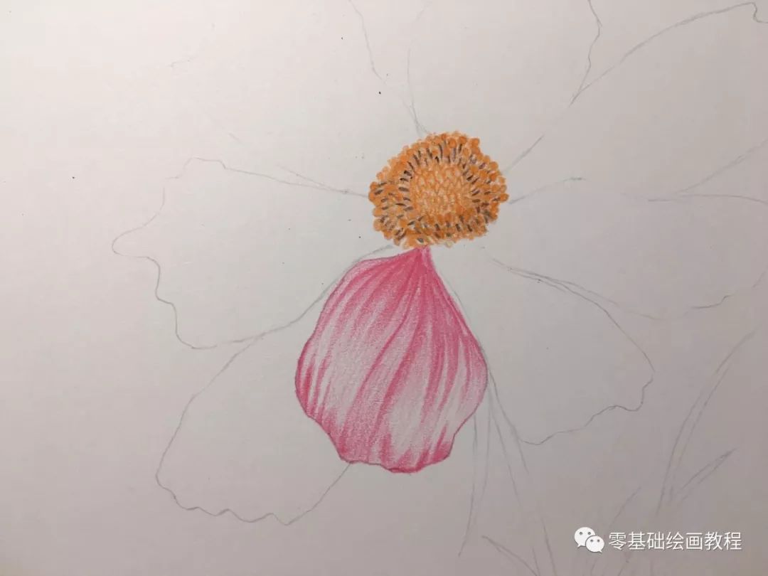 零基础绘画教程-彩铅《波斯菊》