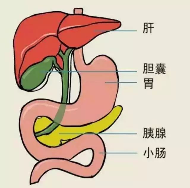 美食 正文  5 【胆】 胆汁的储存仓库 胆囊具有储存胆汁的作用,用来