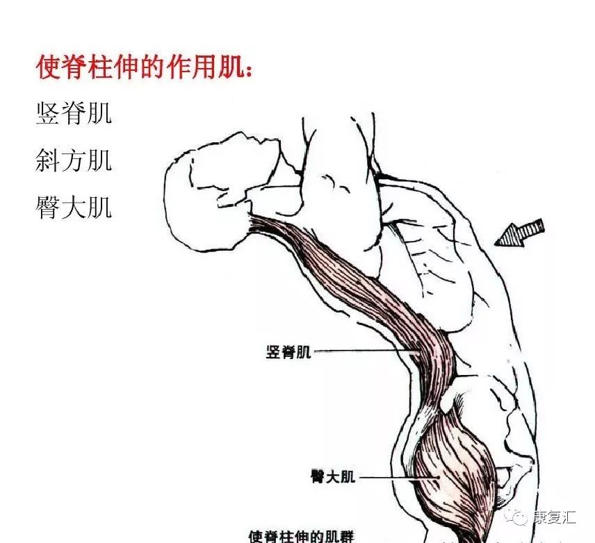 【值得收藏】肌拉力线—骨骼肌功能解剖学的分析法