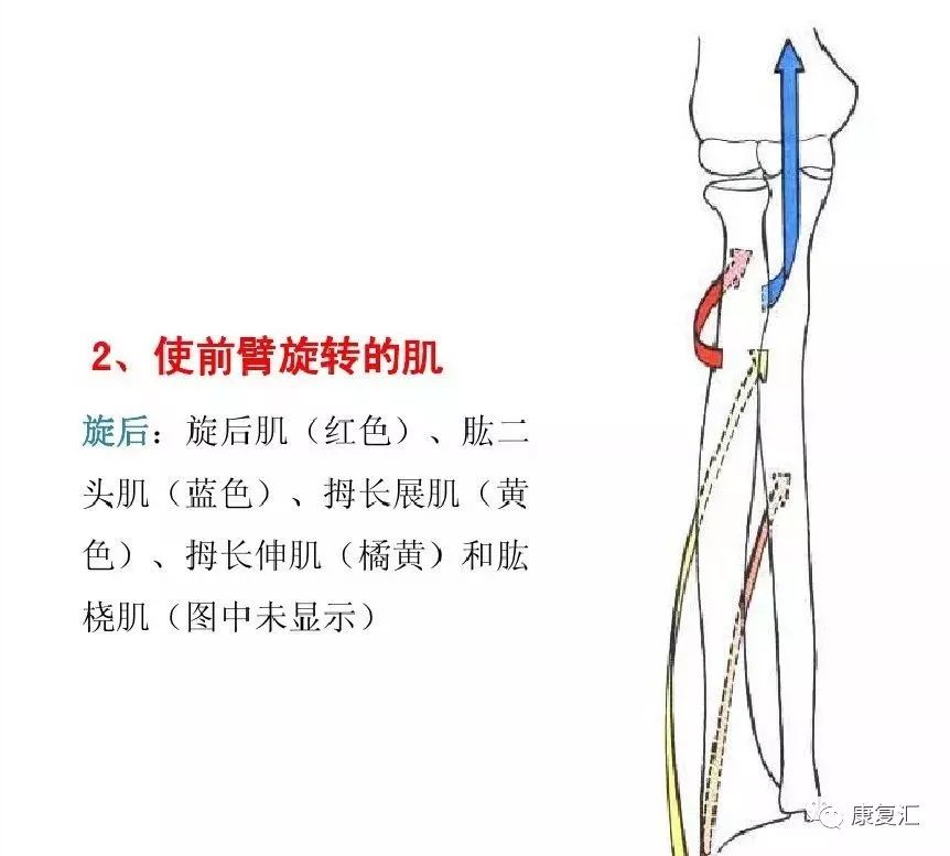 值得收藏肌拉力线骨骼肌功能解剖学的分析法