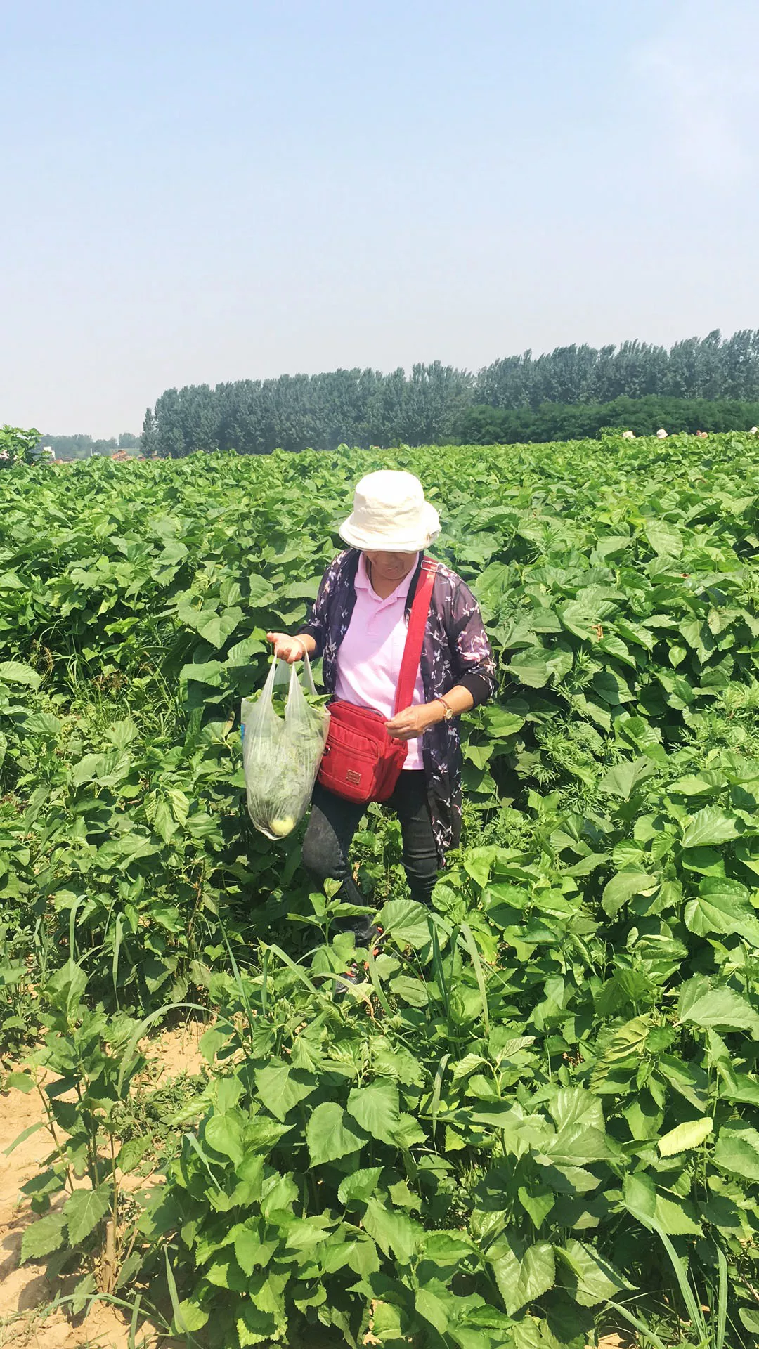 天缘云牧邀您一起采桑叶儿