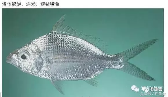 海识| 常见海水鱼类图谱大全