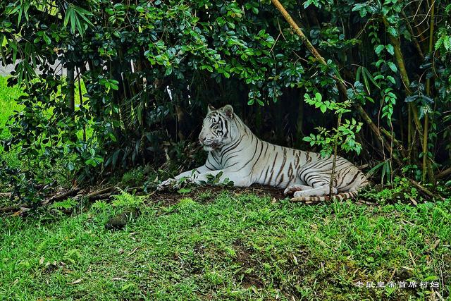 惊讶!拥有濒危白老虎的动物园居然免费?请