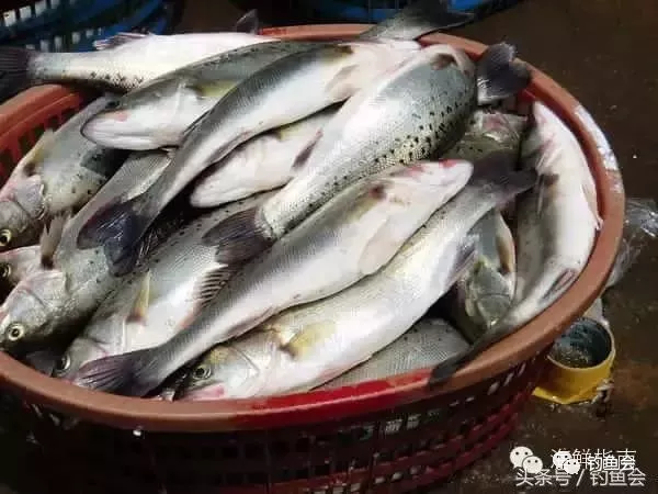 海识| 常见海水鱼类图谱大全