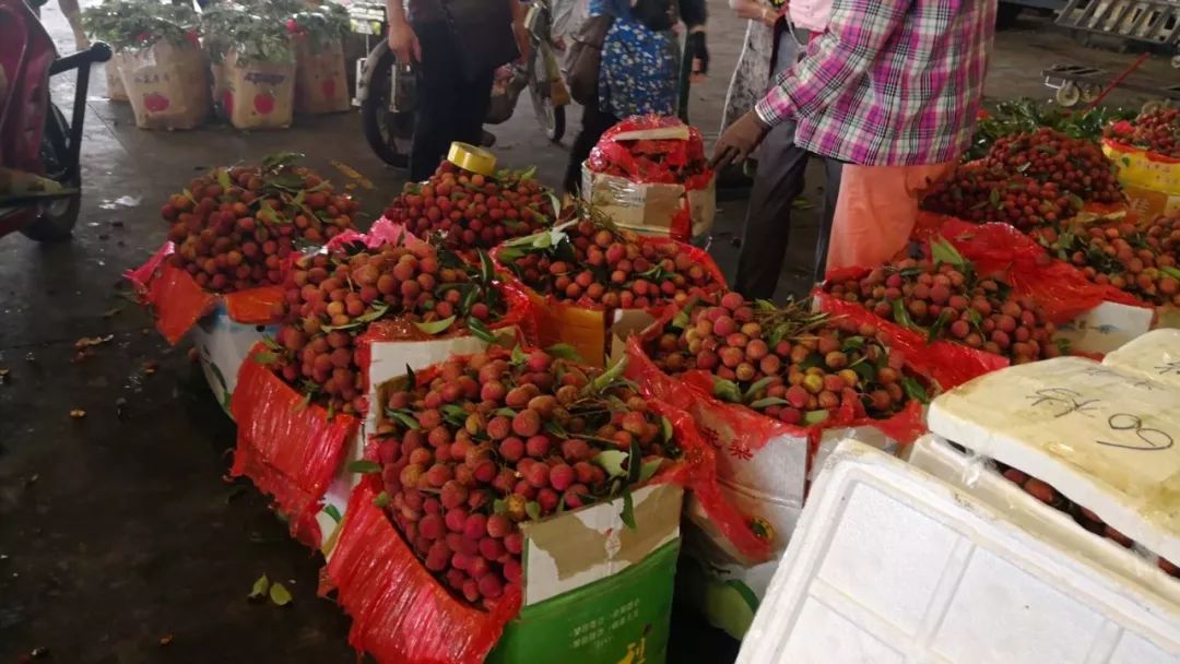这几天,在南宁市海吉星水果批发市场,最忙碌也要数荔枝行当了,整箱整