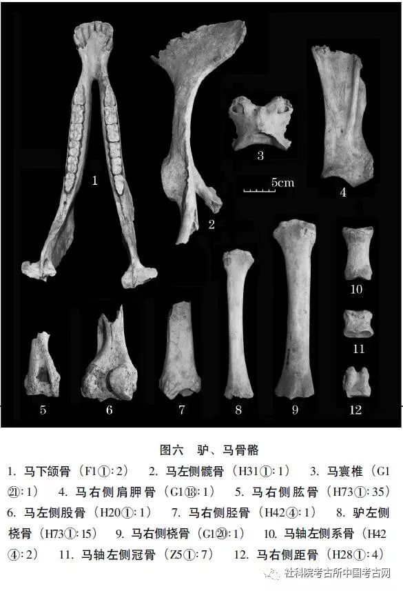 标本7件.从形态上看驴的骨骼与马的相比较纤细,短小(图六,8).13.