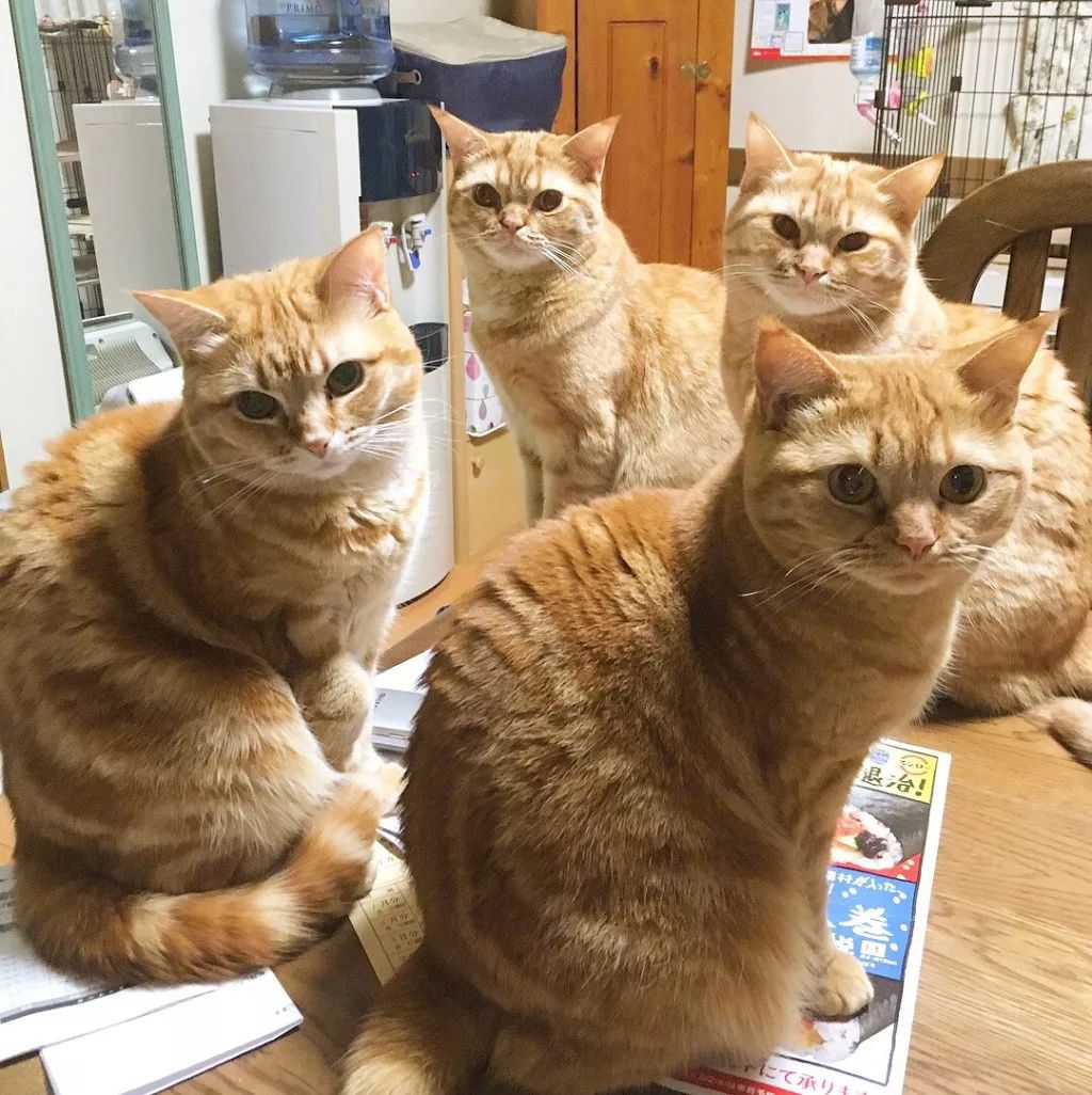 一位网友家养了5只大橘猫,这场景太壮观了!