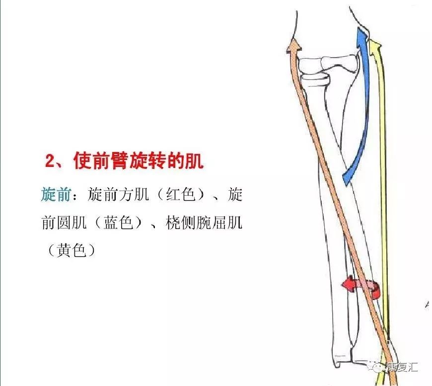 【值得收藏】肌拉力线—骨骼肌功能解剖学的分析法