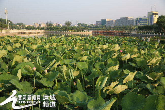 黄河新闻网运城频道讯 2018年6月3日早晨,永济市滨河公园的荷花池吸引