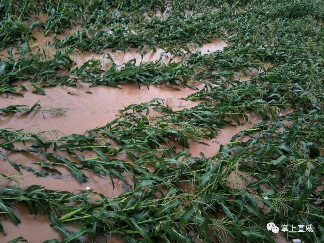 暴雨过后玉米倒伏怎么办?