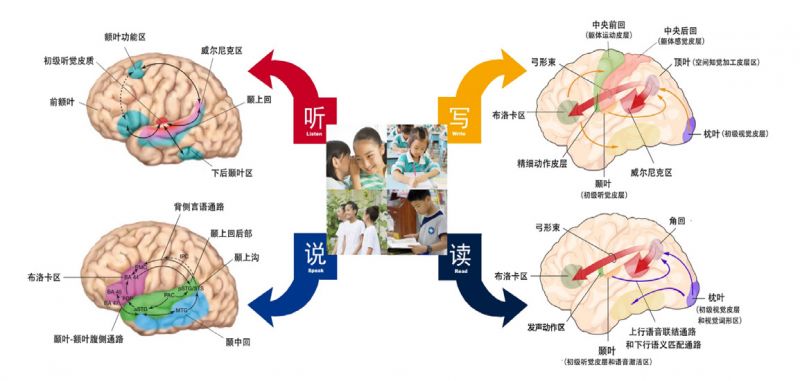 揭秘小学语文教学背后的脑科学 在语文学习中,学生的"听"主要依靠大脑