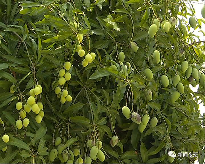 奇!南宁一高校现"双子树" 一半结芒果一半结扁桃