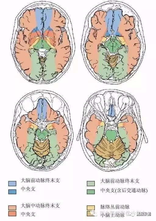 脑血管解剖 详细标注,一目了然!