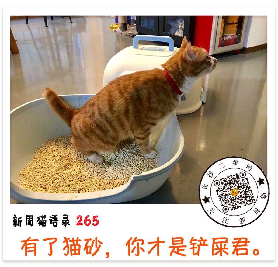 没有猫砂怎么办