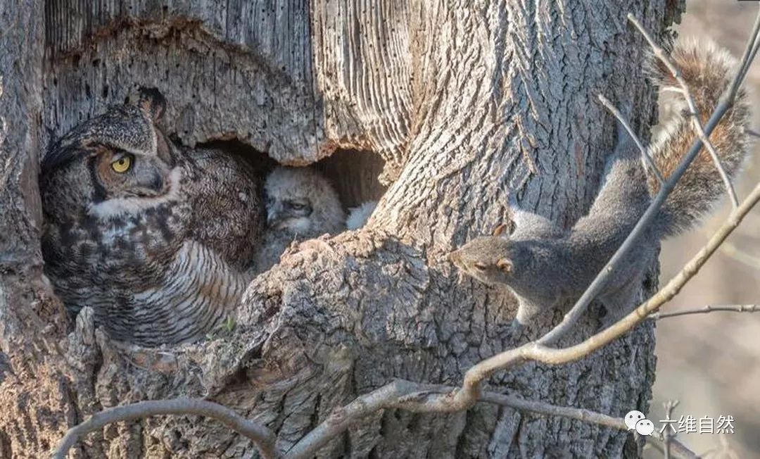 原来这个树洞早就有"居住者",是 猫头鹰的鸟窝,还有只小猫头鹰呢!