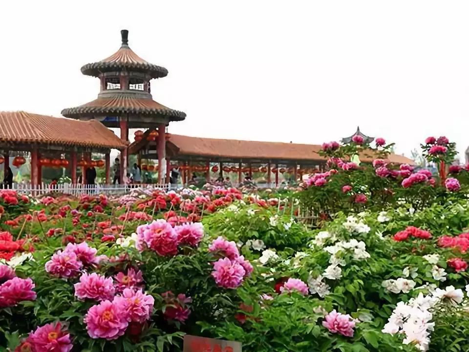 临沭县沭河古道风景旅游区 临沭县朱村文化旅游区 菏泽市景区(6月5日