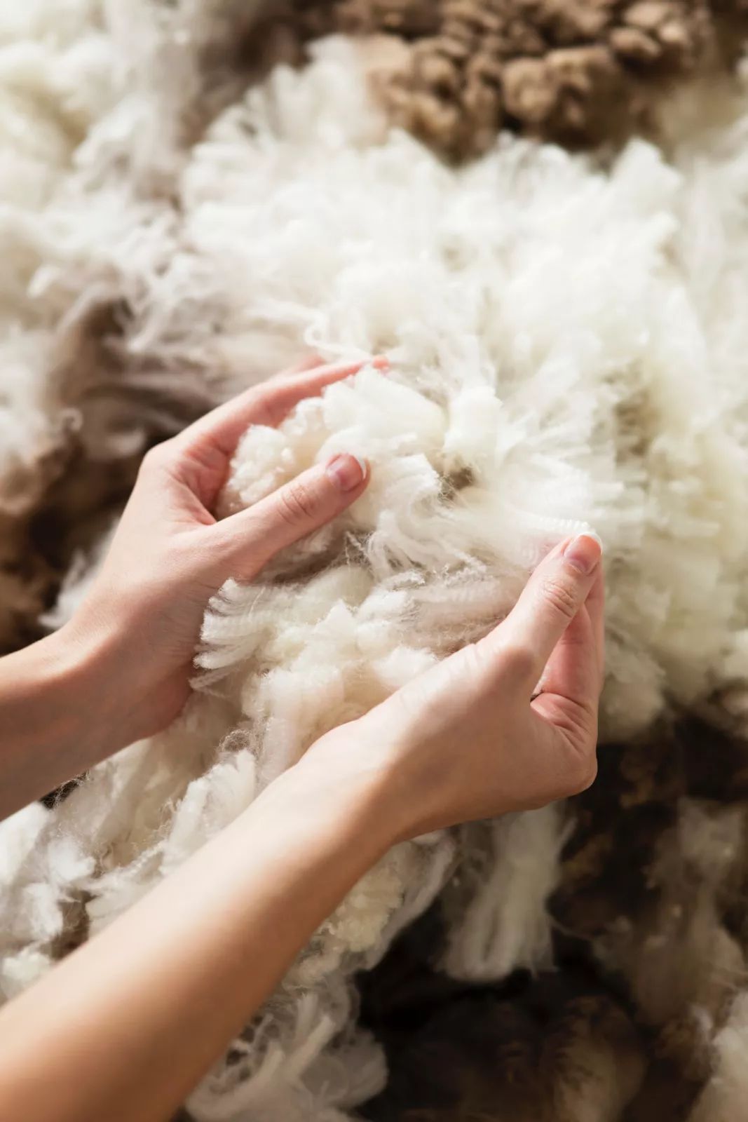 澳大利亚剪羊毛表演-中关村在线摄影论坛