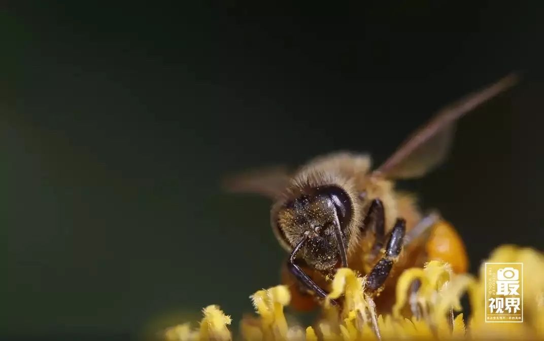 蜜蜂用舞蹈来沟通,它们是一种社会性昆虫,所以需要能够表达自己,毕竟