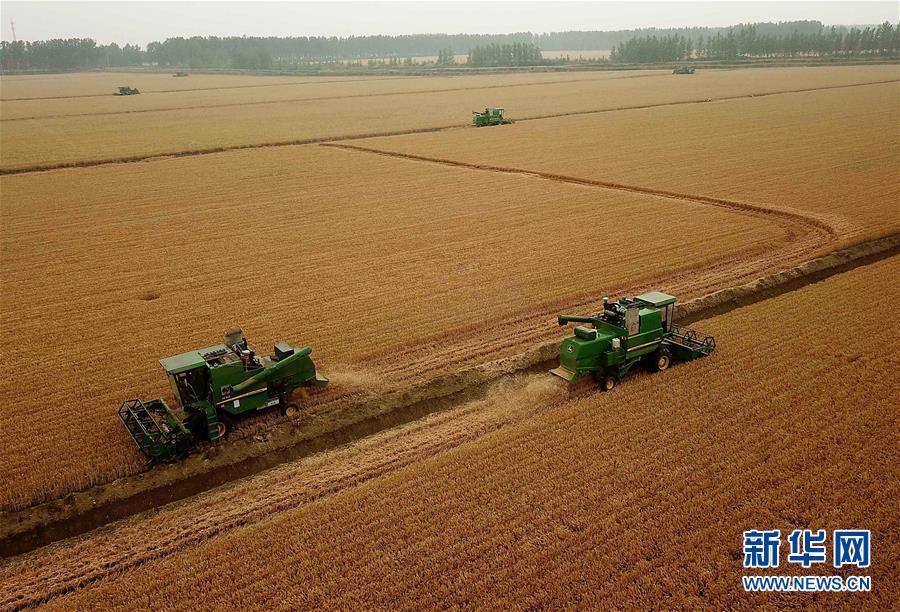 "三夏"时节,中原大地麦田满目金黄,位于河南省周口市的黄泛区农场