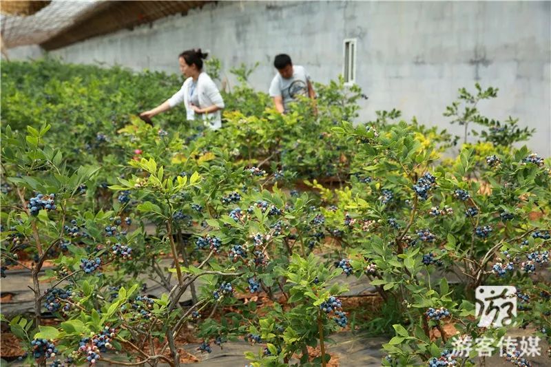 辽宁旅游推荐|金石蓝莓谷庄园