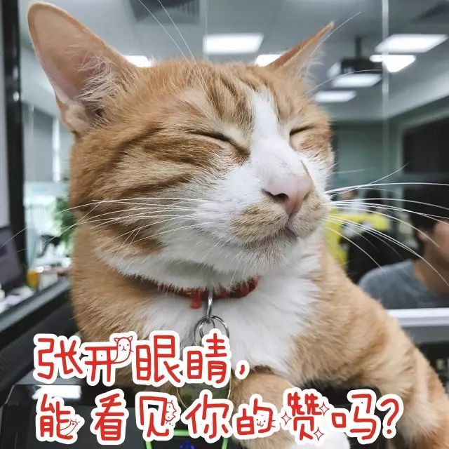 没有猫砂怎么办