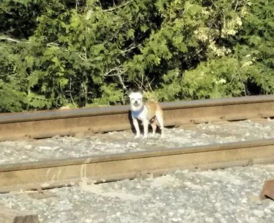 吉娃娃在铁路上发呆，网友下班经过感觉不对劲