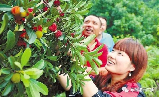 危险味道节目组实地探访兰溪杨梅