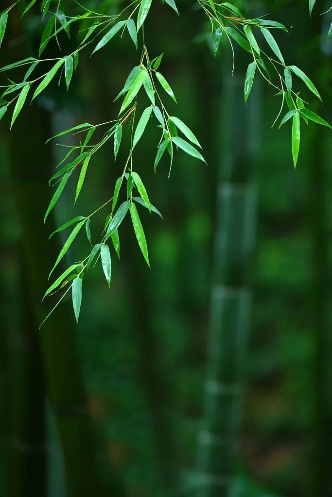 雨打竹林的清音,轻轻叩响心钟. 轻嗅,叶露馨香,淡淡流转.