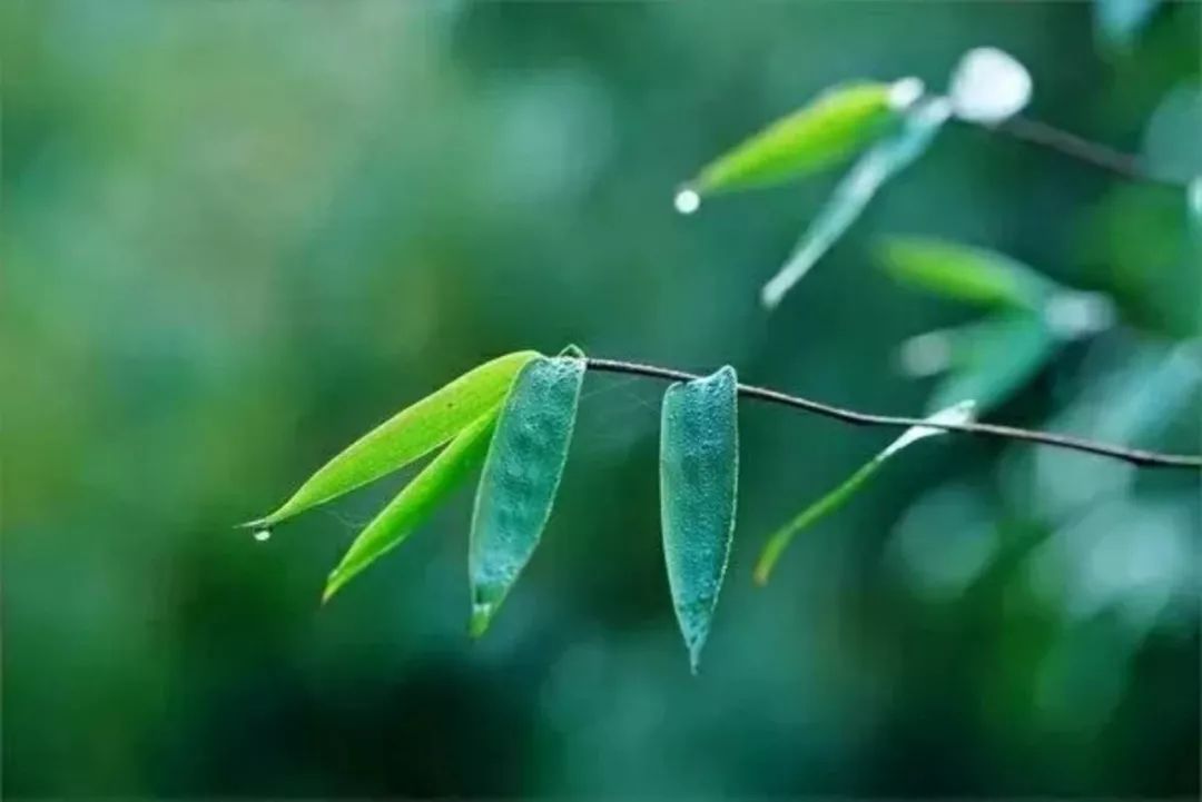 纯音乐 |《竹林听雨》宁静悠远,洗净铅华